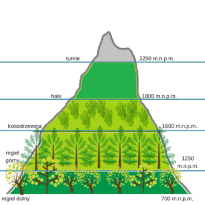piętra roślinności tatry