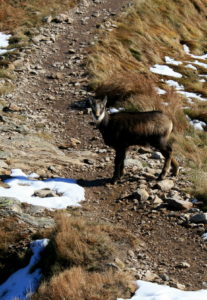 tatra mountains animals