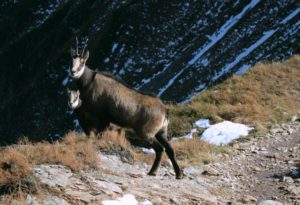 tatras animals