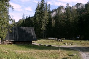 wypas owiec zakopane