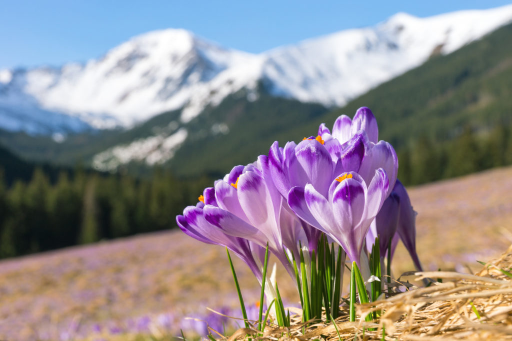 Early spring and spring in the Tatra Mountains